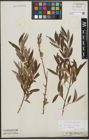 Foto von Salix triandra L. x Salix viminalis L.